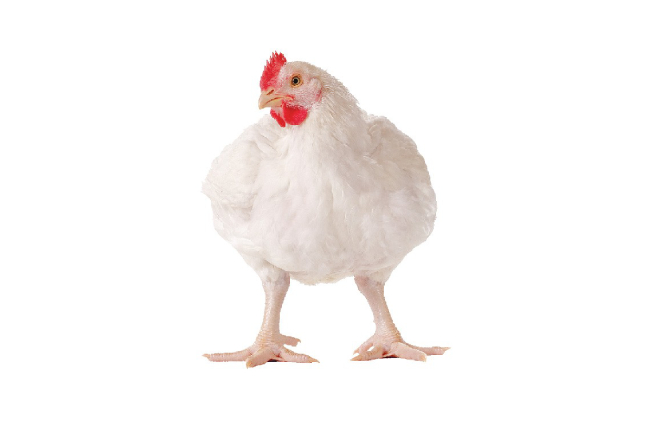Poulet de chair vif