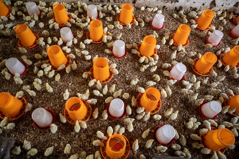 Elevage des poulets de chair