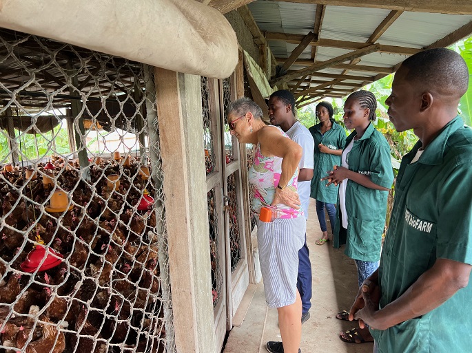 Elevage des poules pondeuses
