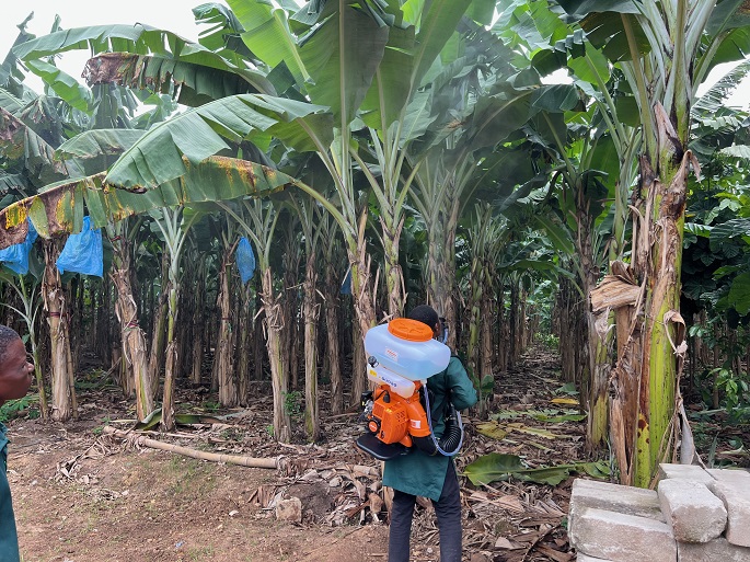 Culture et entretien de bananes